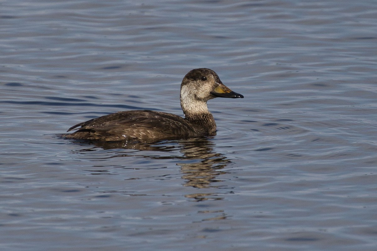 amerikasvartand - ML647442971