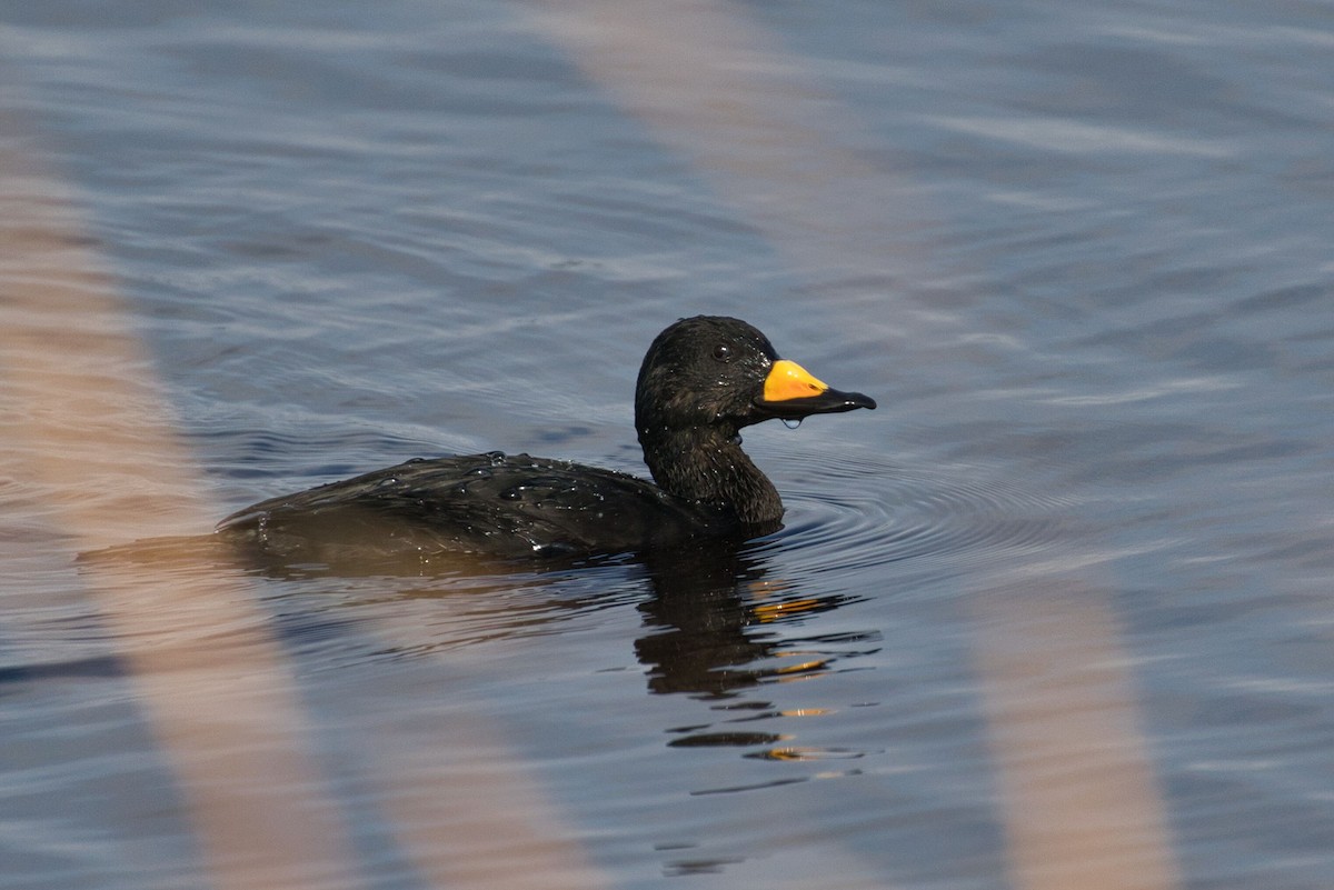 amerikasvartand - ML647442972