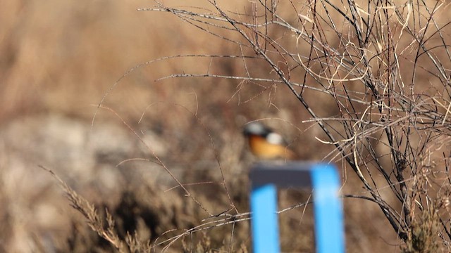 Горихвістка сибірська - ML647442977