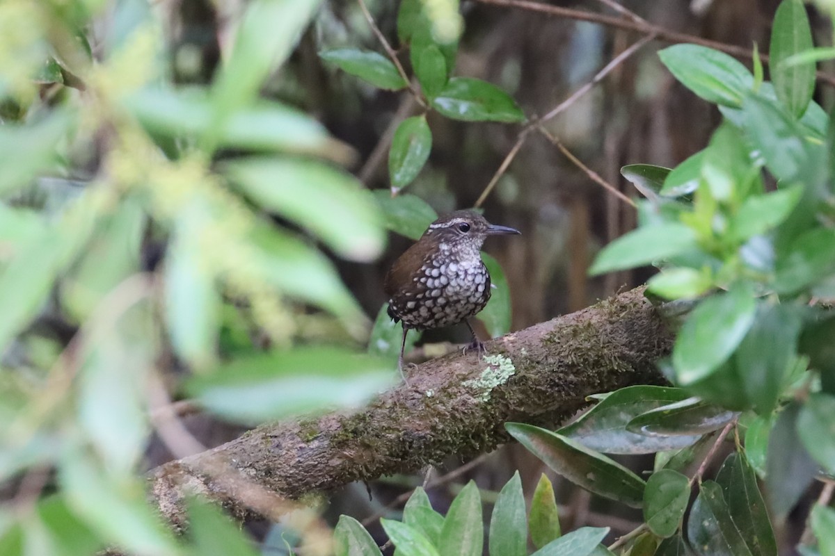 Sharp-tailed Streamcreeper - ML647442979