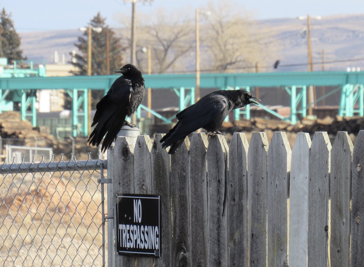 amerikakråke - ML647442987