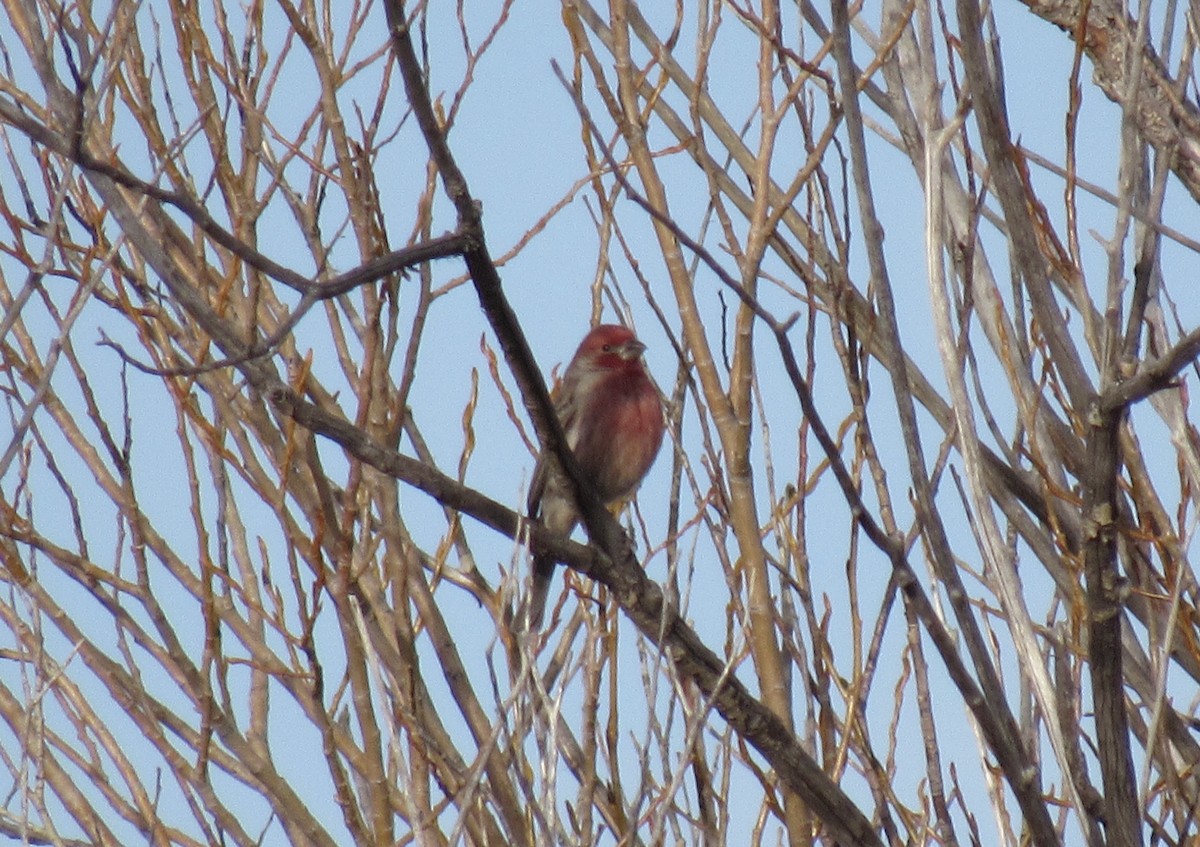 husrosenfink - ML647443006