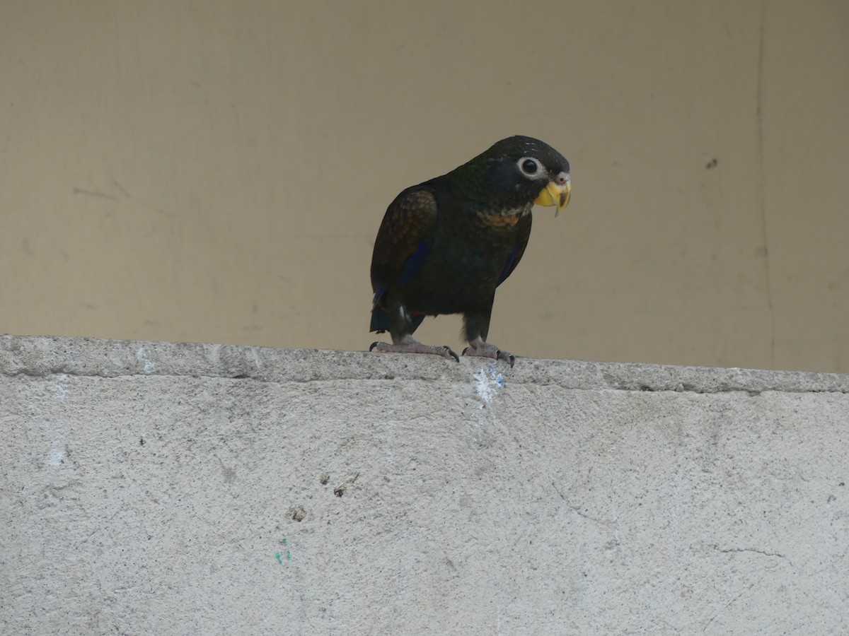 Bronze-winged Parrot - ML647443008