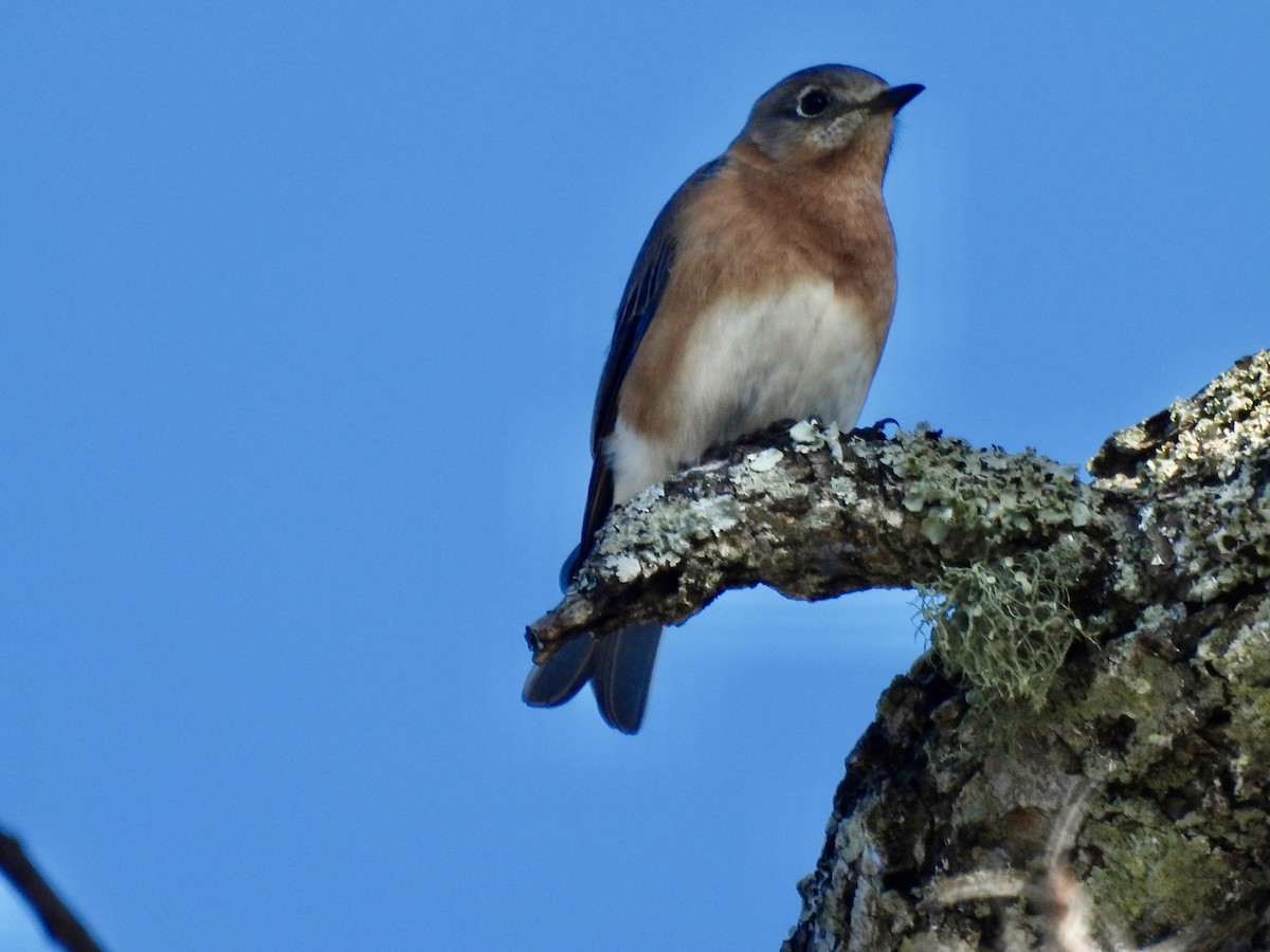 Eastern Bluebird - ML647443013
