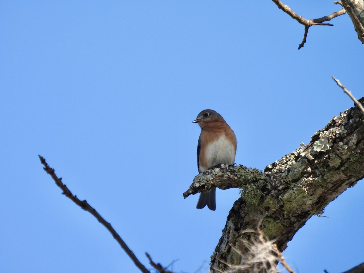 Eastern Bluebird - ML647443017