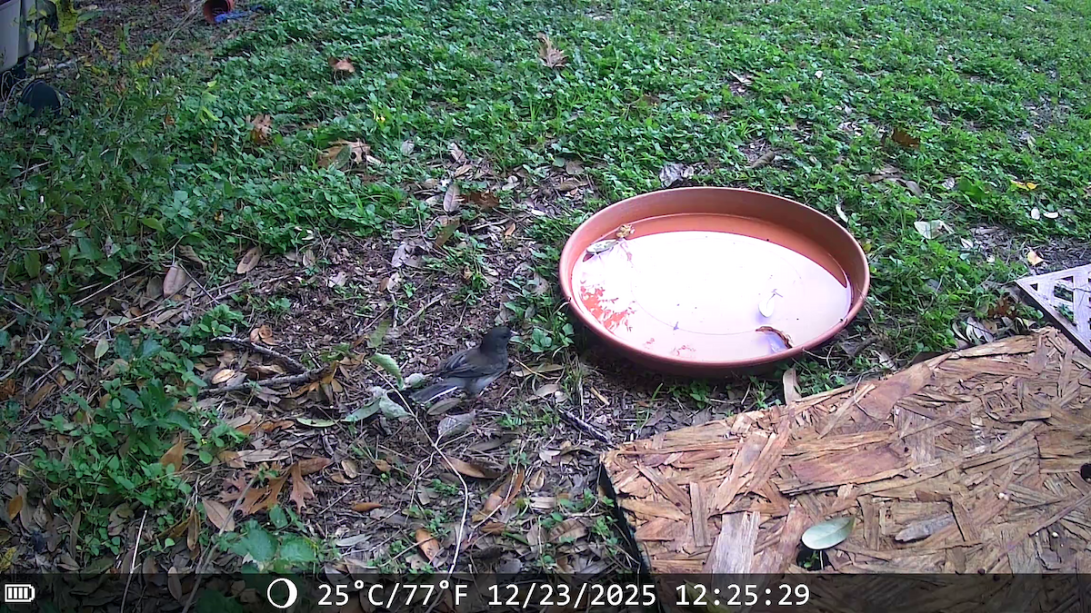 Junco Ojioscuro (Pizarroso) - ML647443020