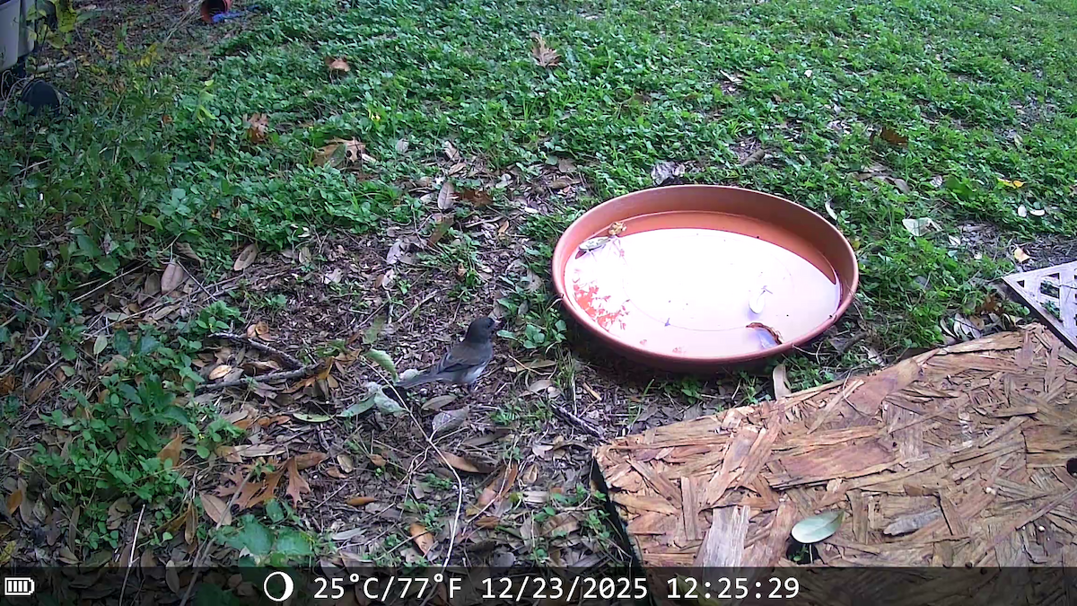 Junco Ojioscuro (Pizarroso) - ML647443022