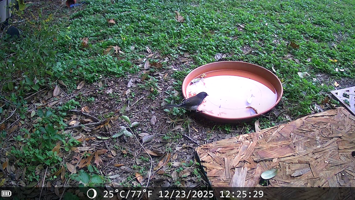 Junco Ojioscuro (Pizarroso) - ML647443023