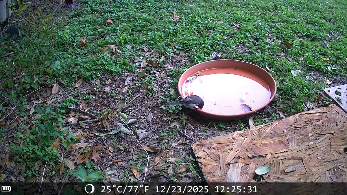 Junco Ojioscuro (Pizarroso) - ML647443025