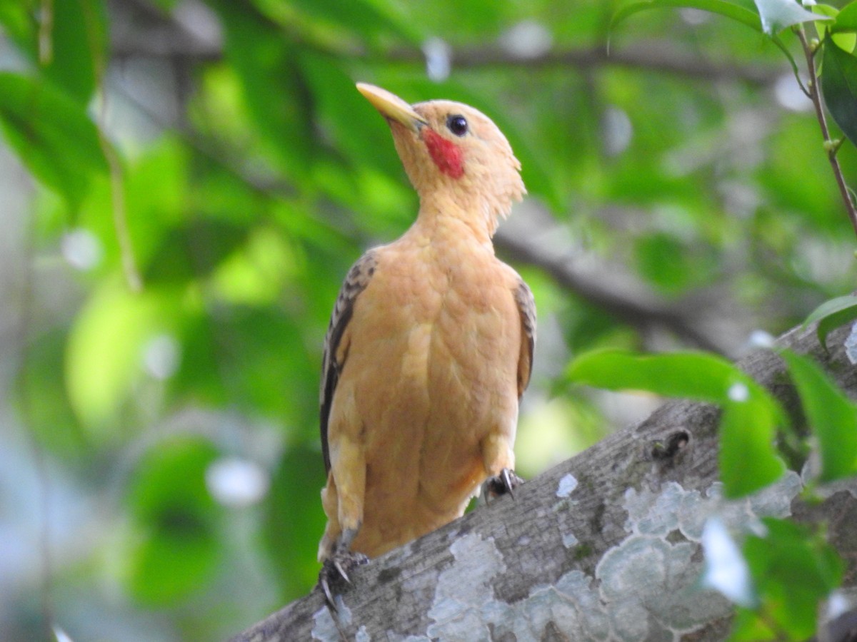 Carpintero Amarillo - ML647443026