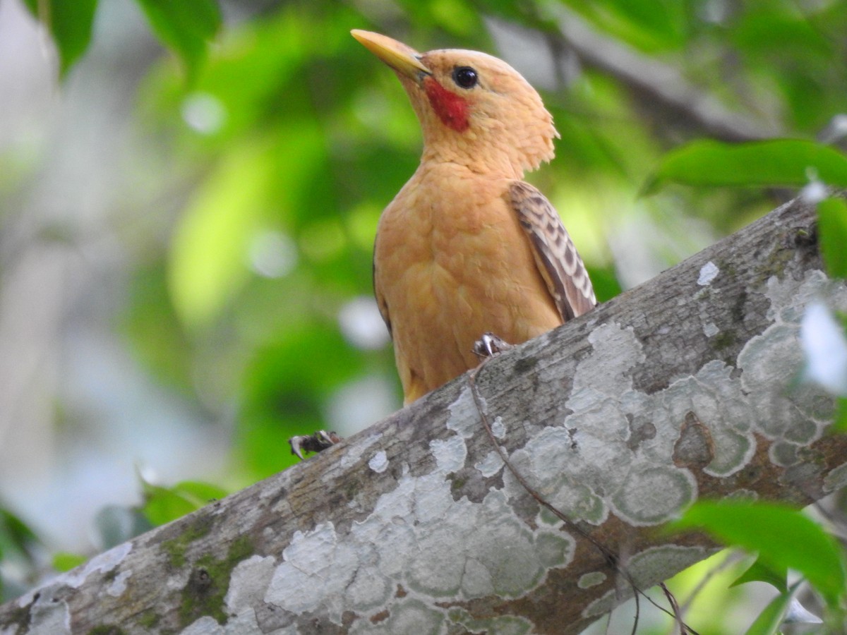 Carpintero Amarillo - ML647443027
