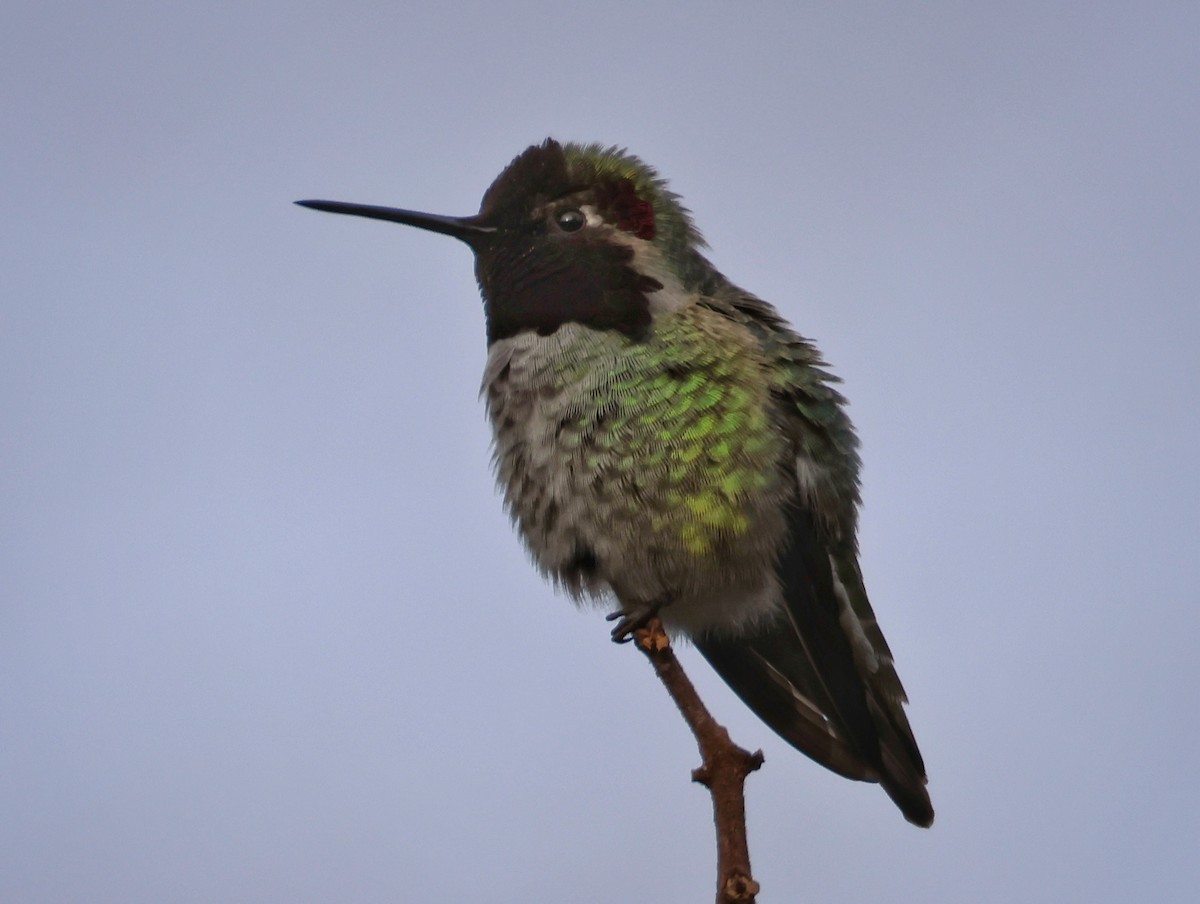 Colibrí de Anna - ML647443028