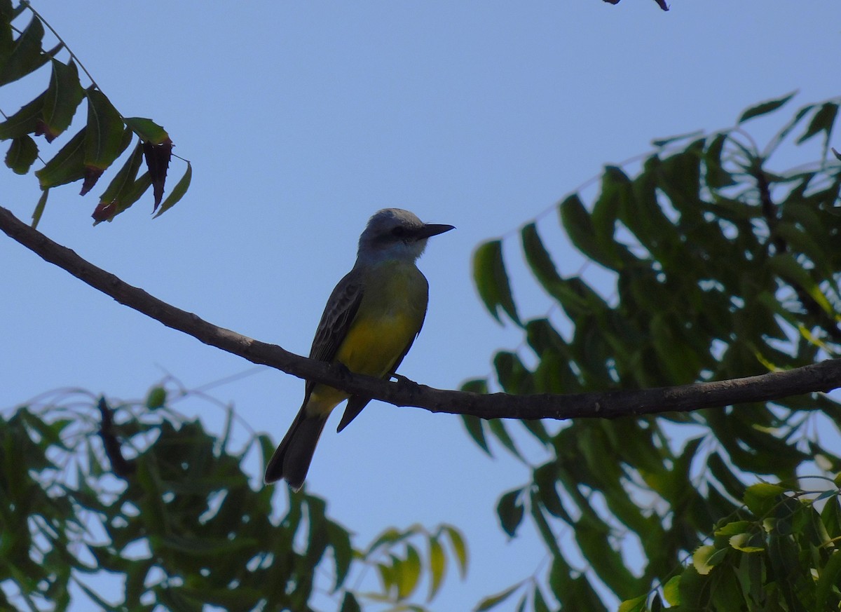 Tirano Melancólico - ML647443031