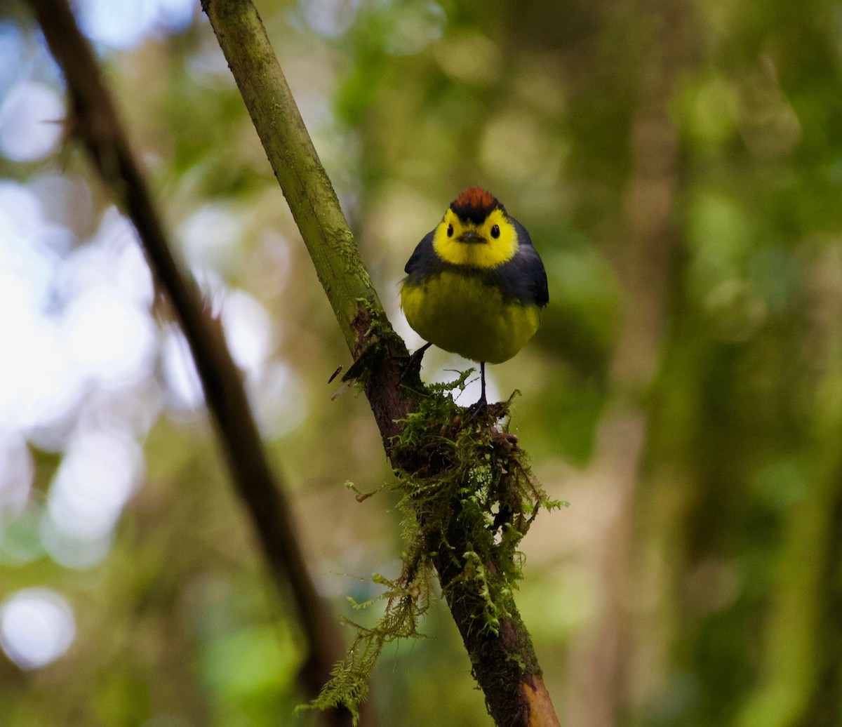 Candelita Plomiza - ML647443032