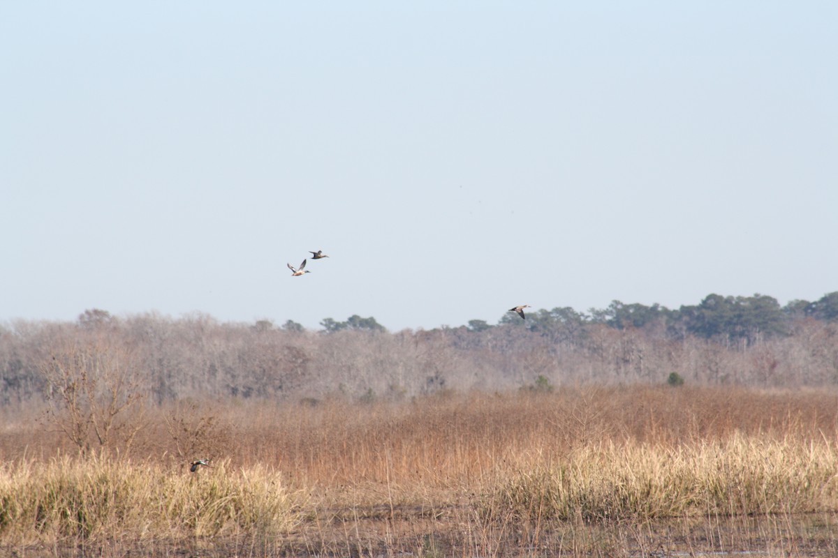 Cuchara Común - ML647443035