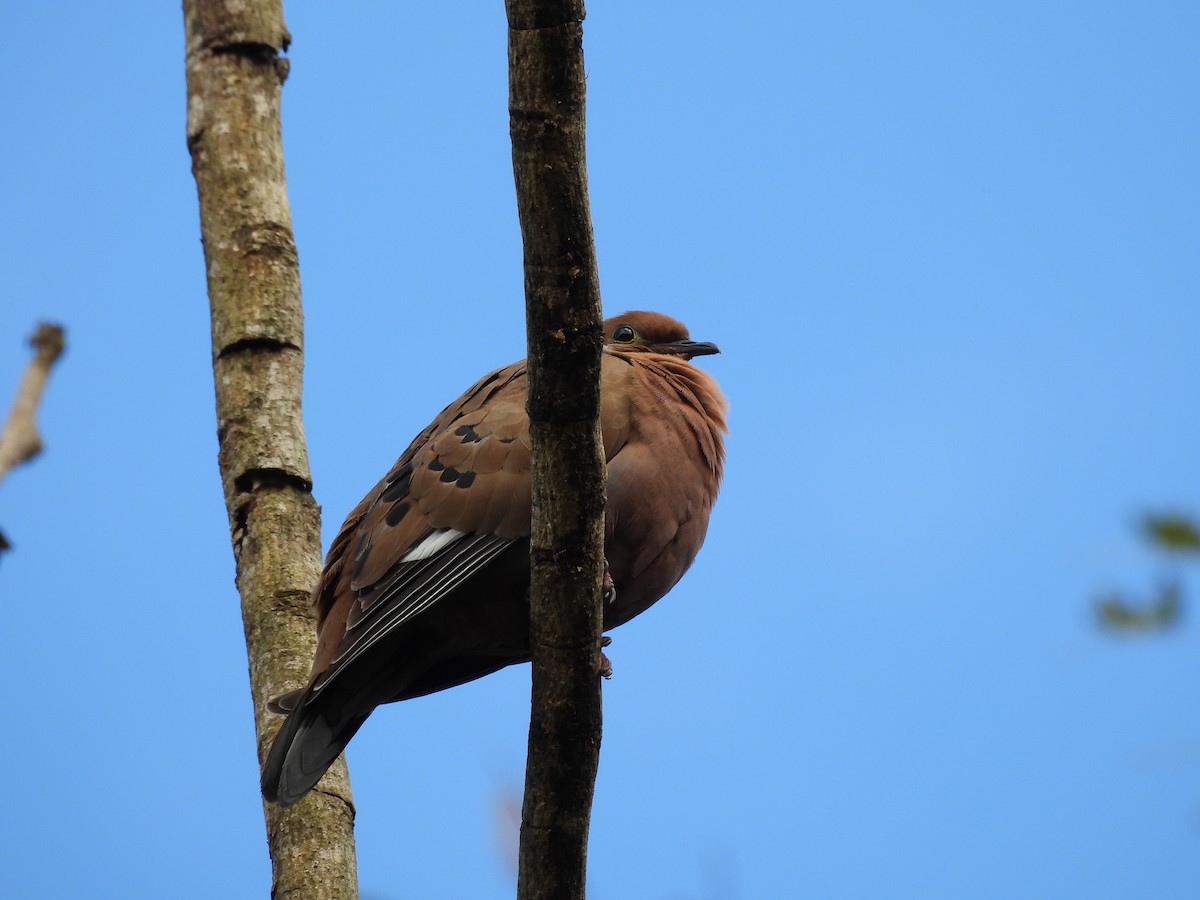 Zenaida Caribeña - ML647443036