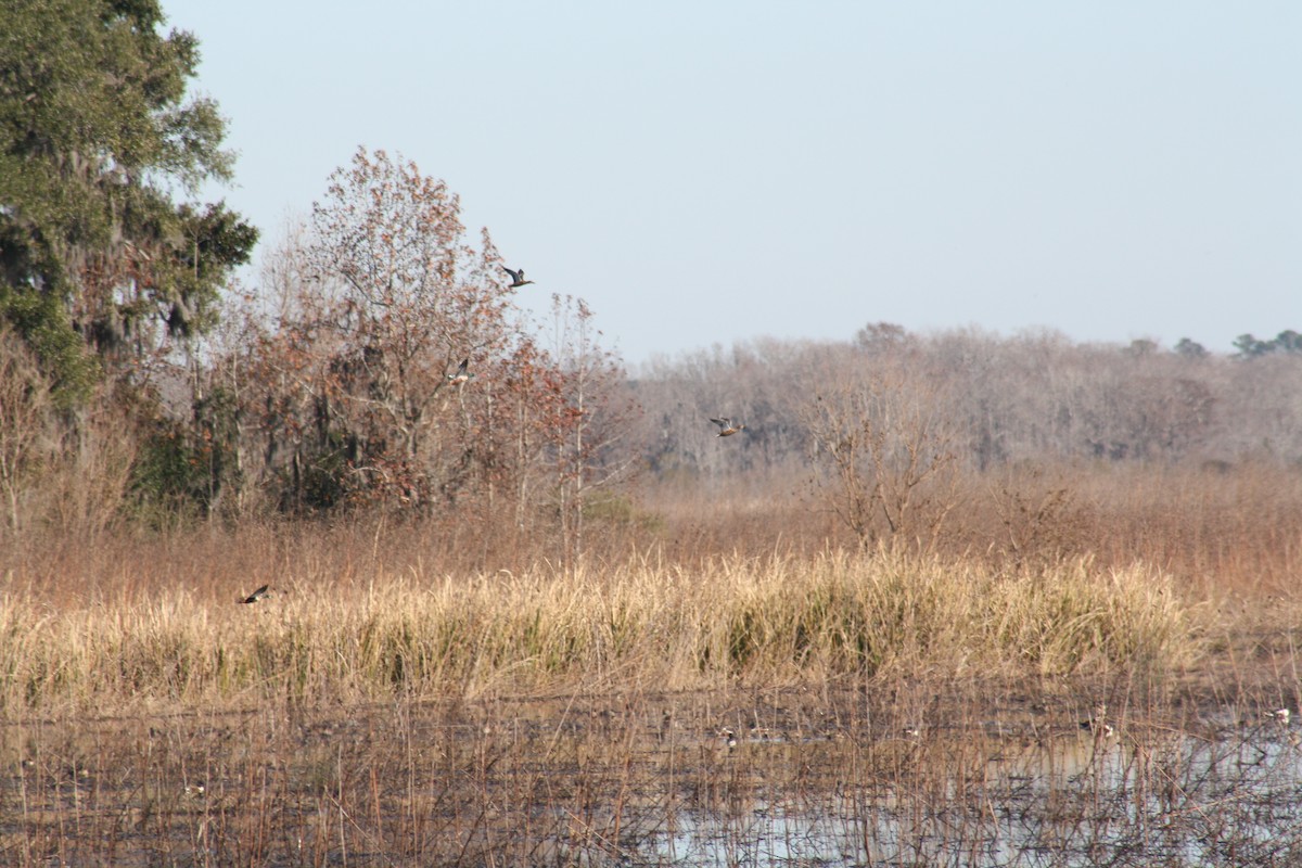 Cuchara Común - ML647443037