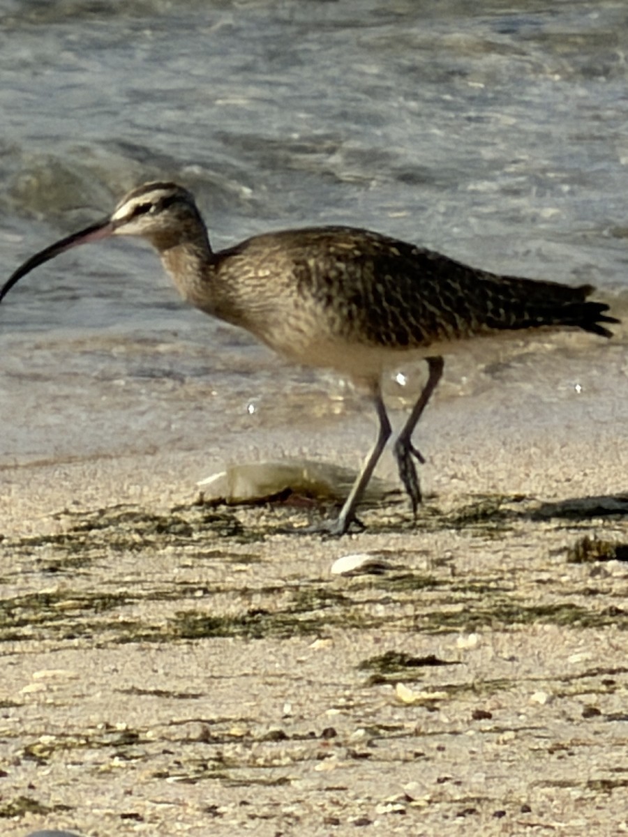 Zarapito Trinador Americano - ML647443043