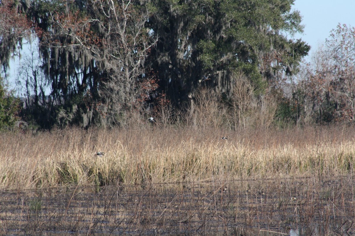 Cuchara Común - ML647443044