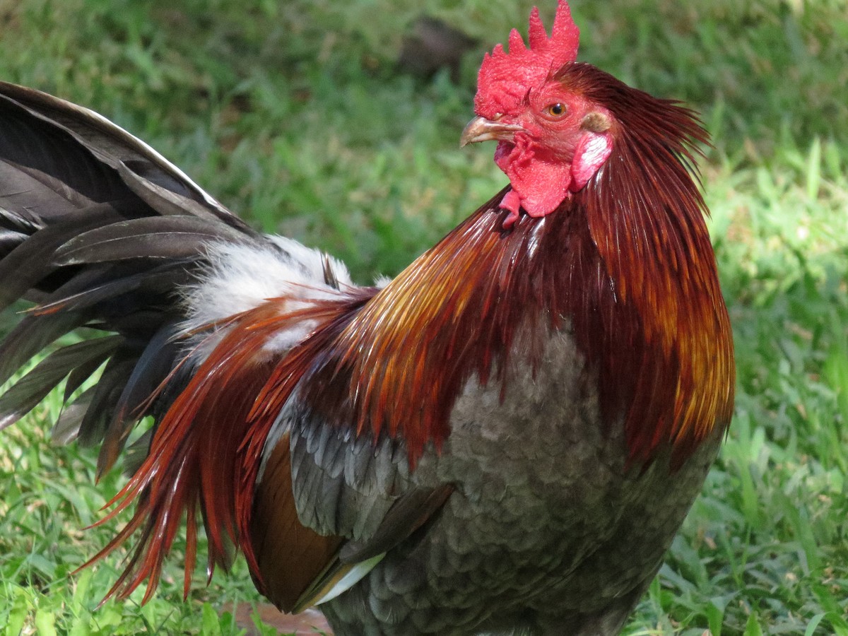 Gallo Bankiva (variedad doméstica) - ML647443045