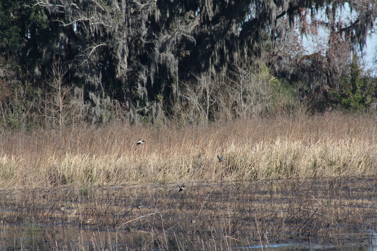 Cuchara Común - ML647443047