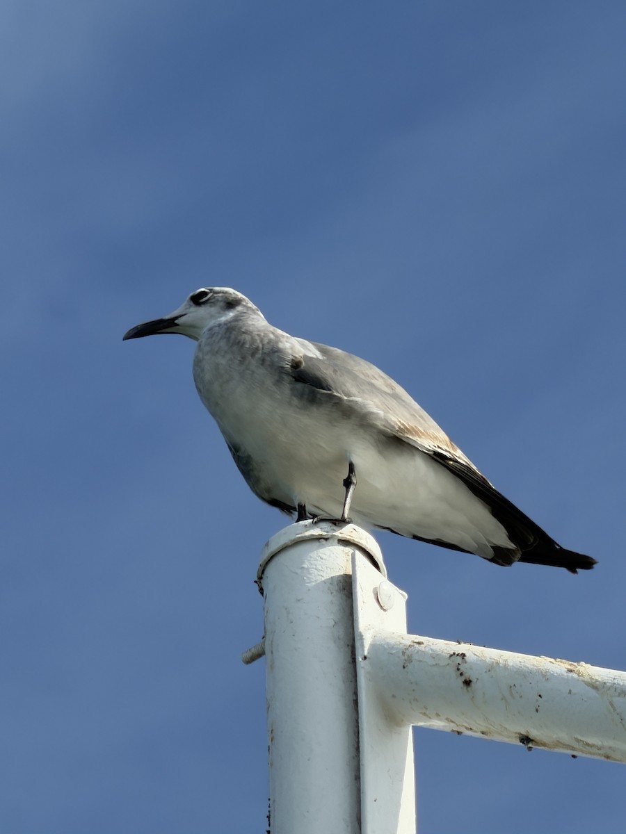 Gaviota Guanaguanare - ML647443048