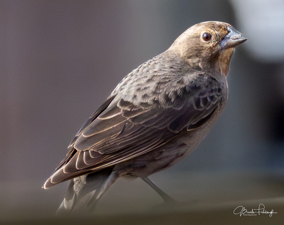 Tordo Cabecipardo - ML647443049