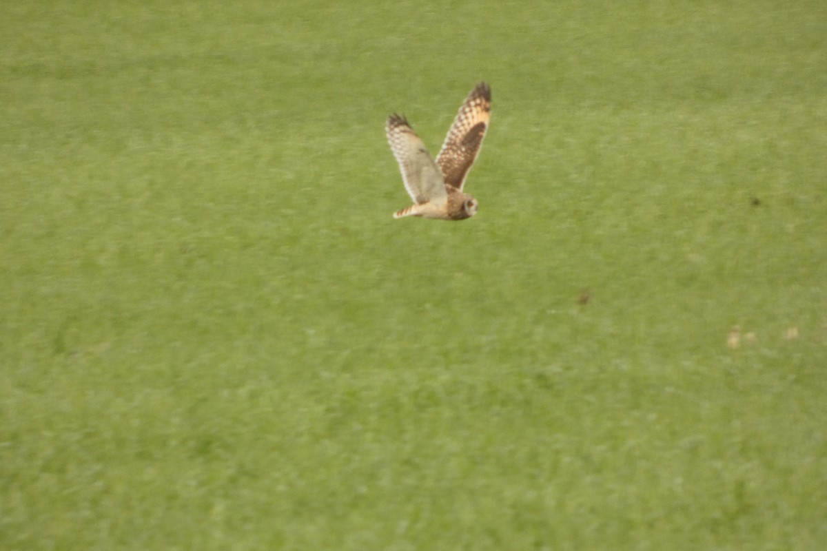 Búho Campestre - ML647443050