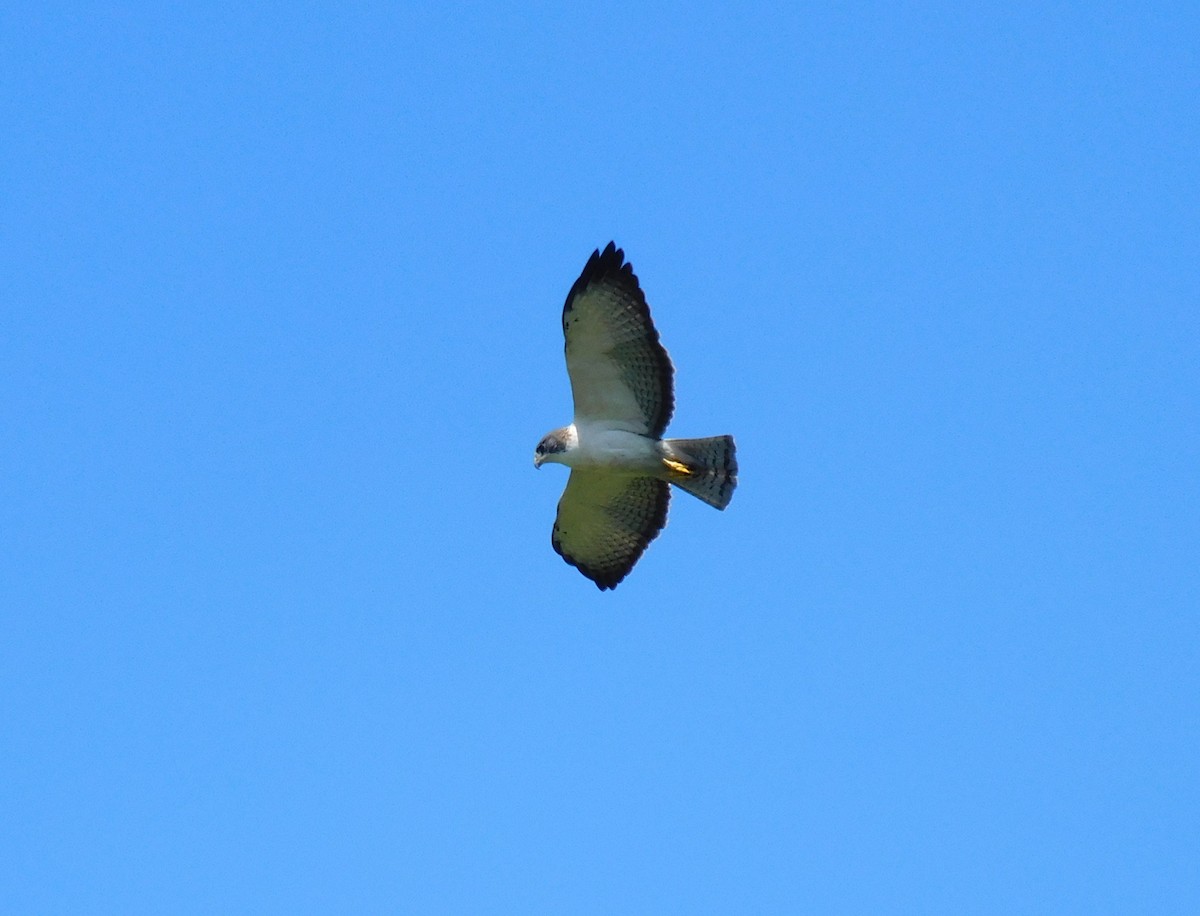 Busardo Colicorto - ML647443053