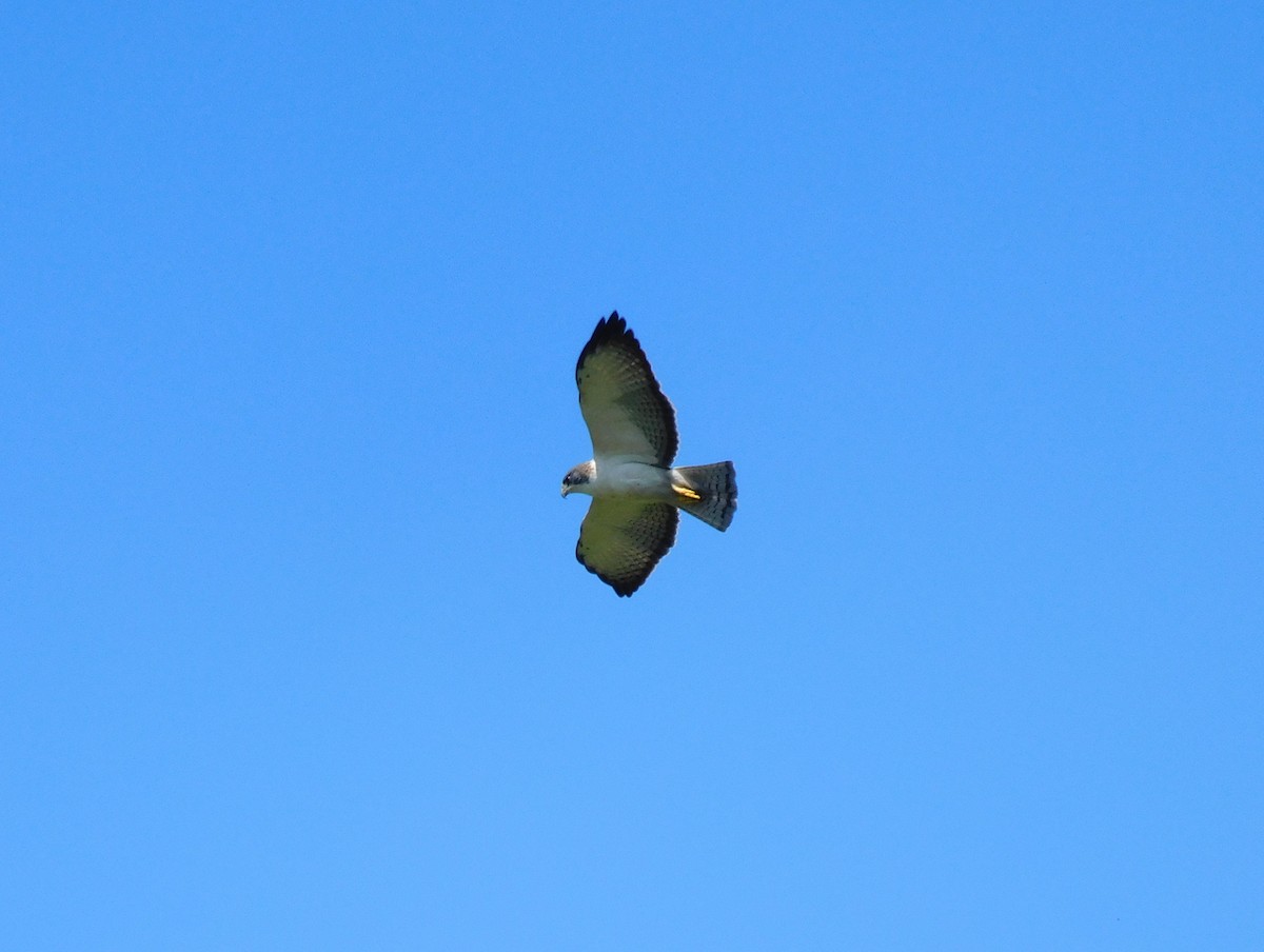 Busardo Colicorto - ML647443054