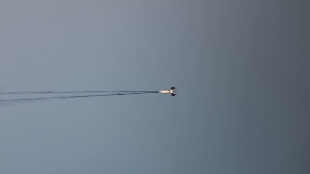 Serreta Grande - ML647443055