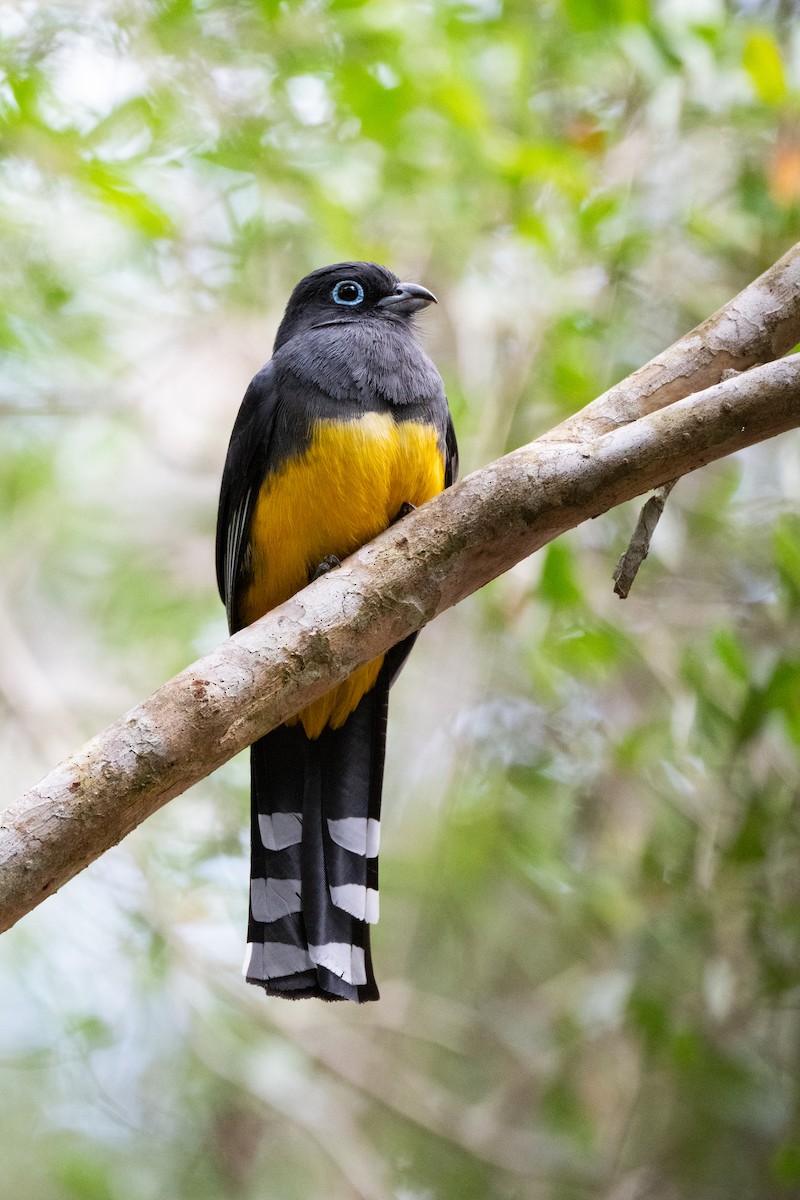 Trogón Cabecinegro - ML647443056