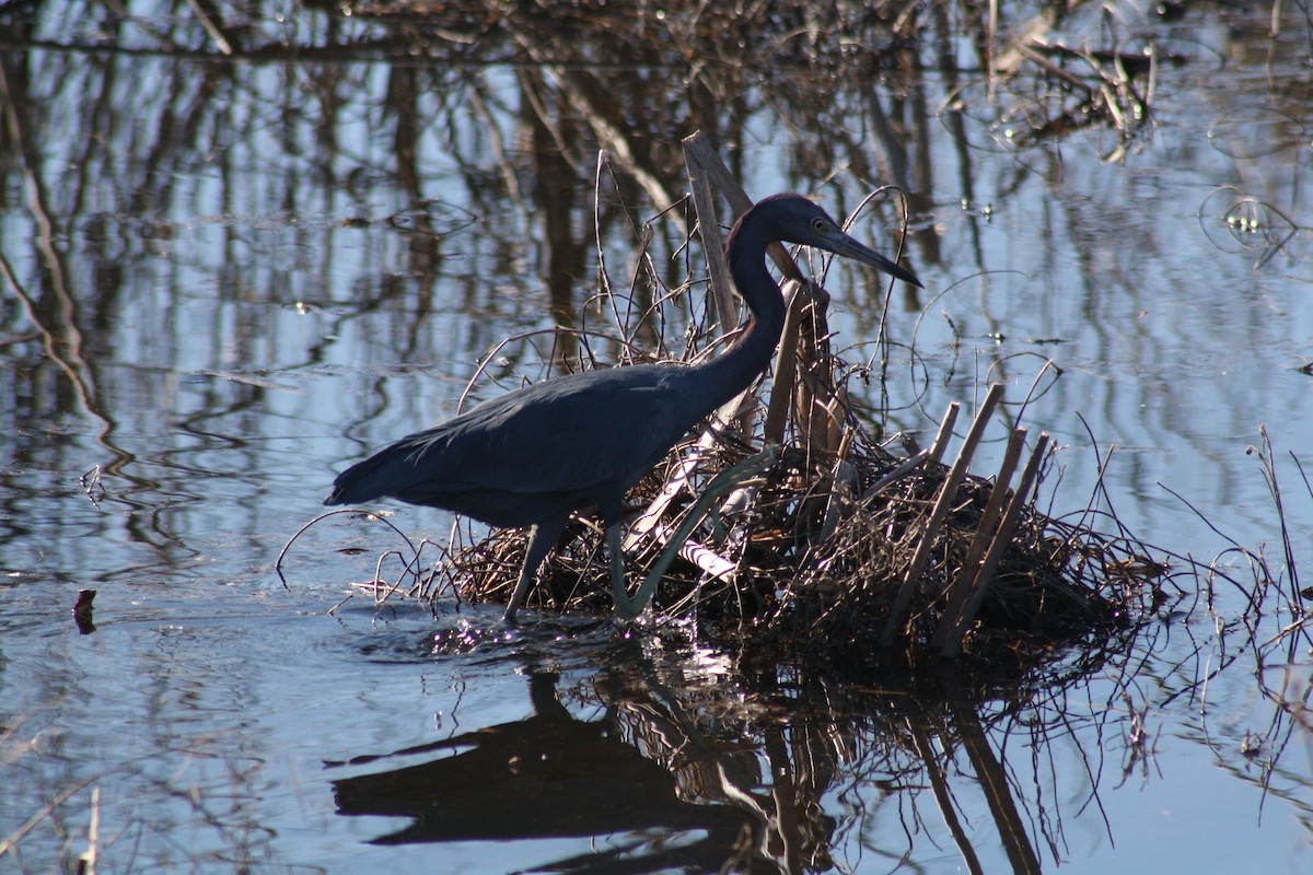 Garceta Azul - ML647443062