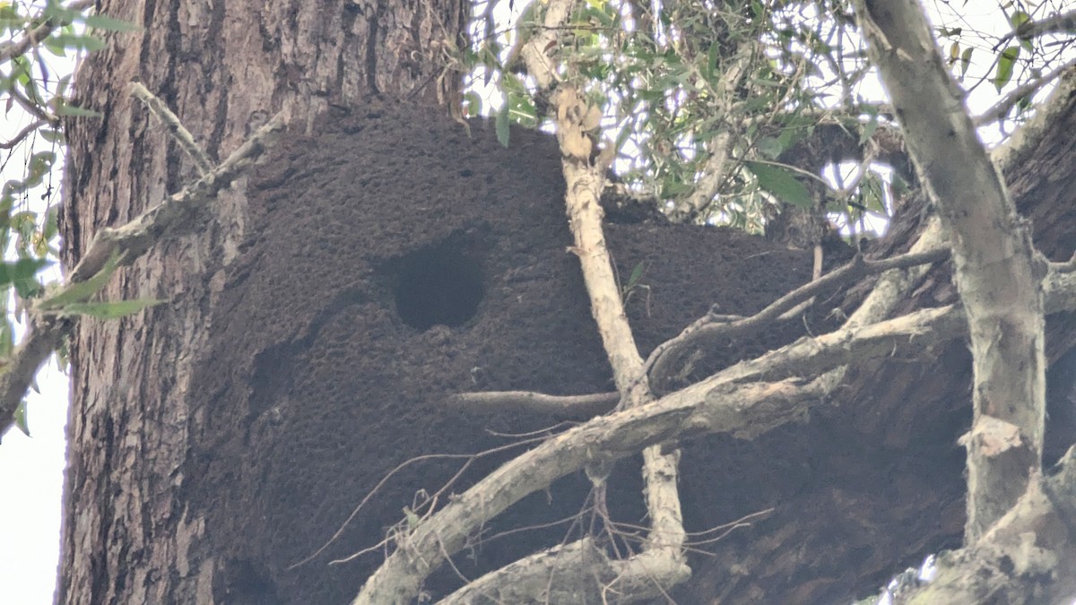 Cucaburra Común - ML647443063