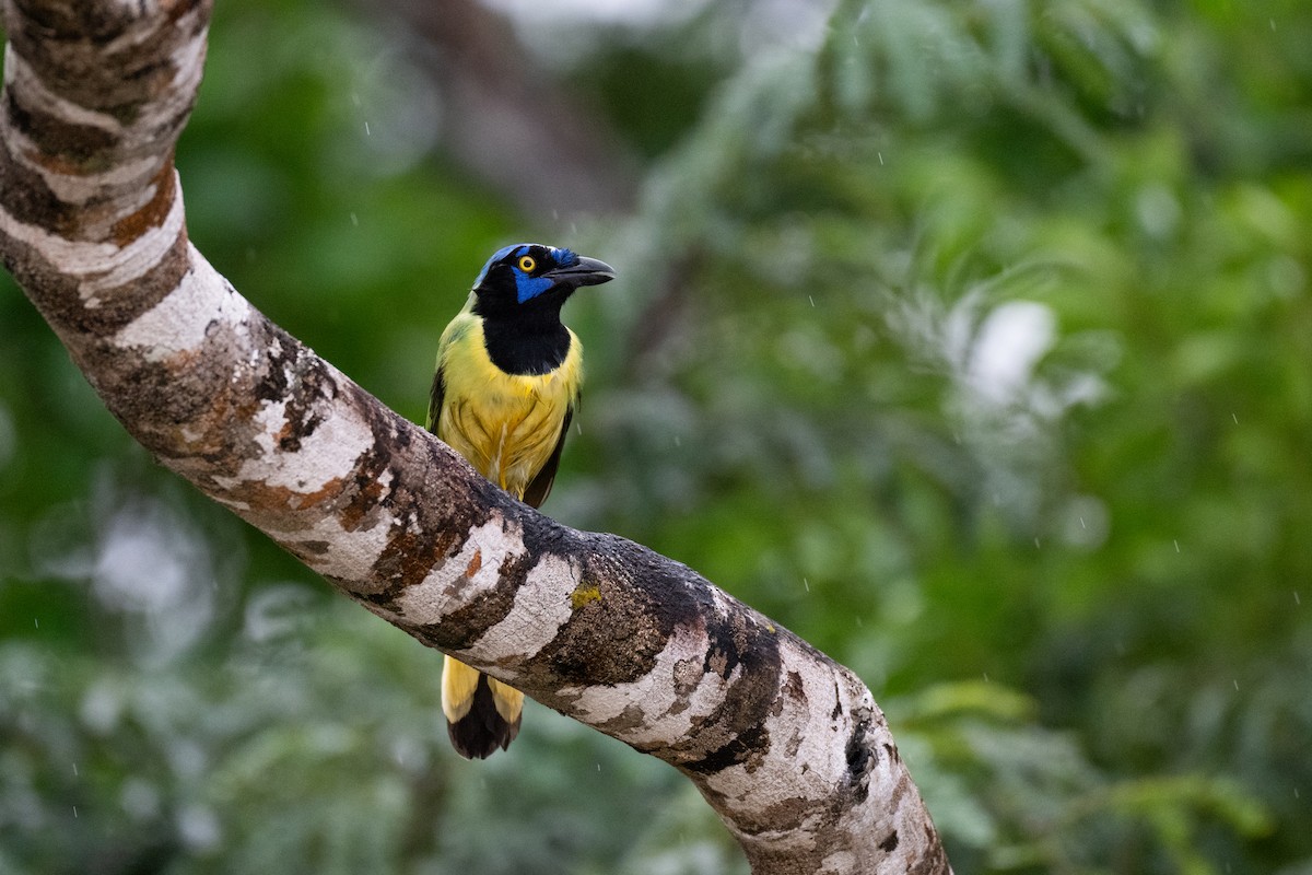 Inkablaurabe - ML647443095