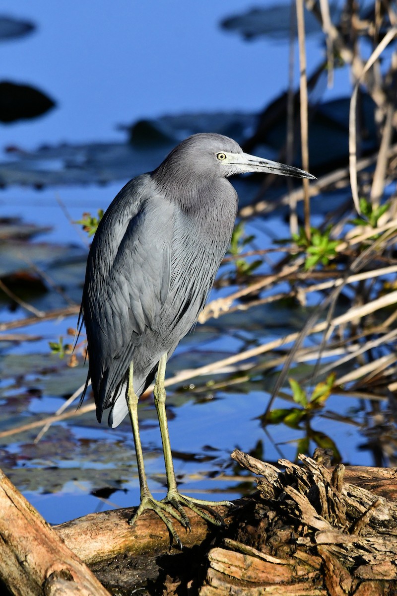 Little Blue Heron - ML647443099
