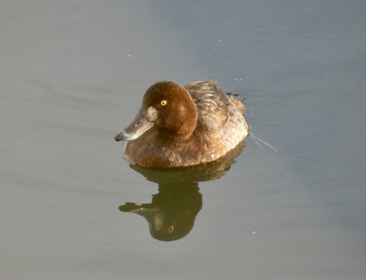 Greater Scaup - ML647443103