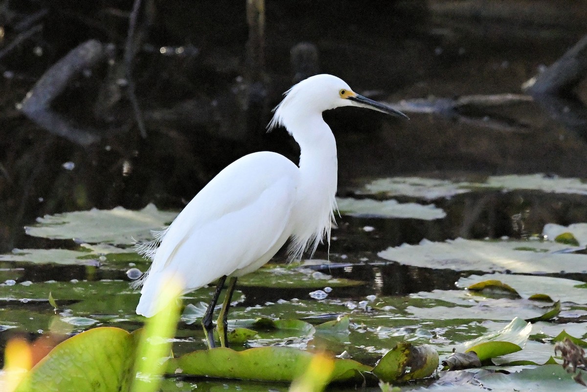 Snowy Egret - ML647443105