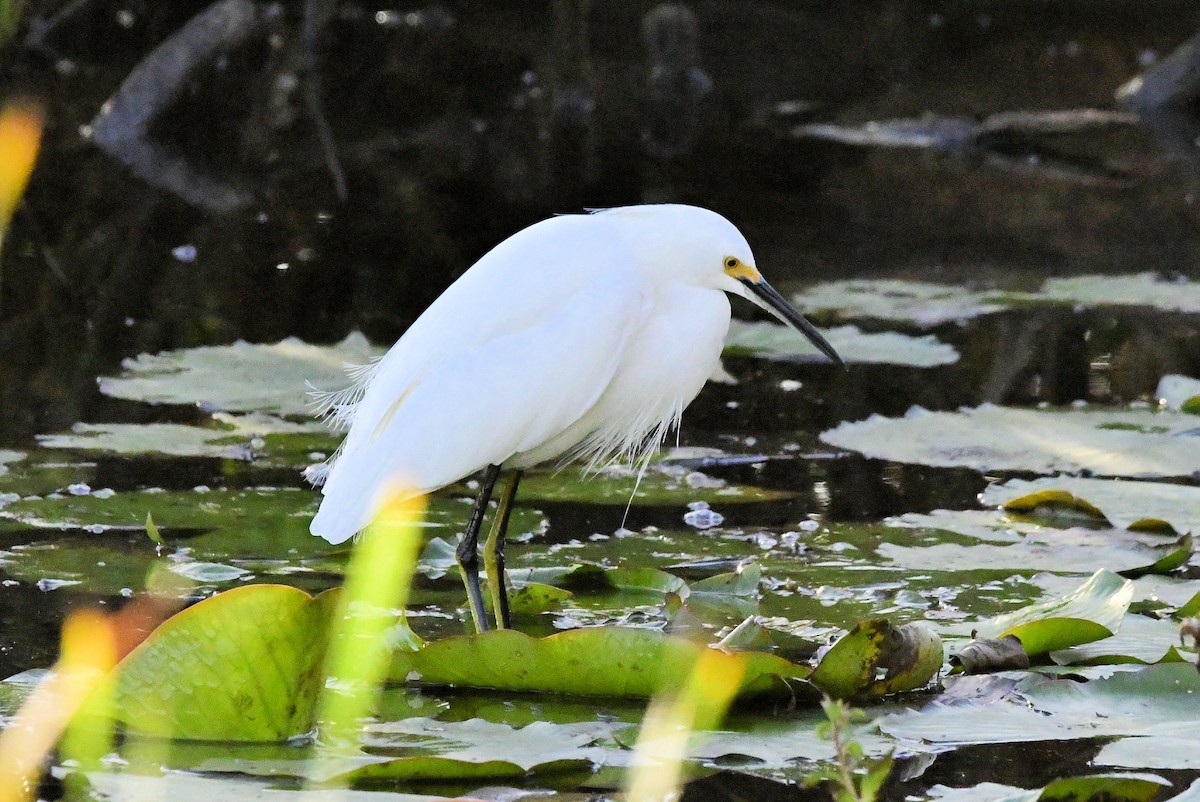 Snowy Egret - ML647443106