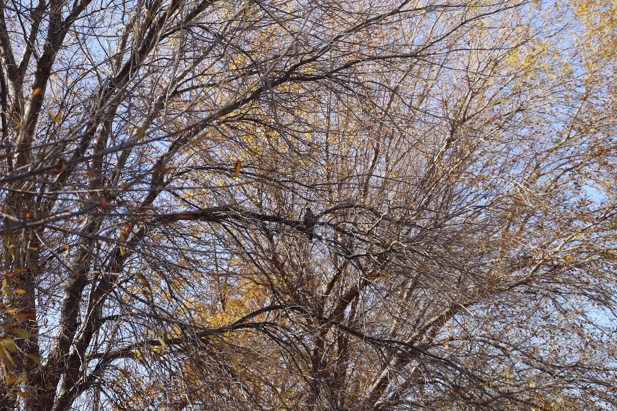 Rundschwanzhabicht - ML647443116