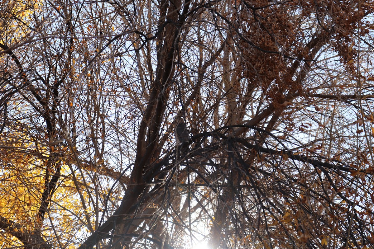 Rundschwanzhabicht - ML647443117