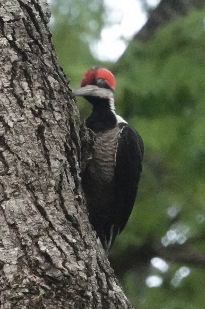 Crimson-crested Woodpecker - ML647443123