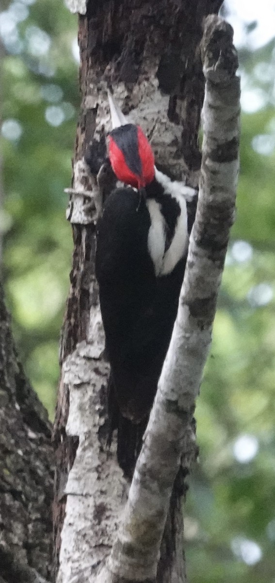 Crimson-crested Woodpecker - ML647443126