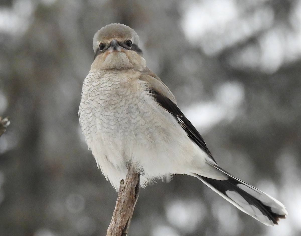 ťuhýk severní - ML647443130