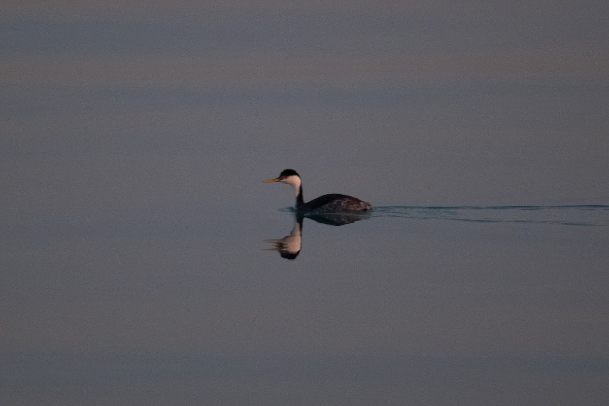 Western Grebe - ML647443144