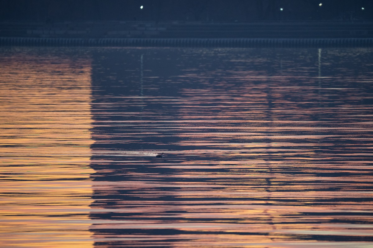 Western Grebe - ML647443145