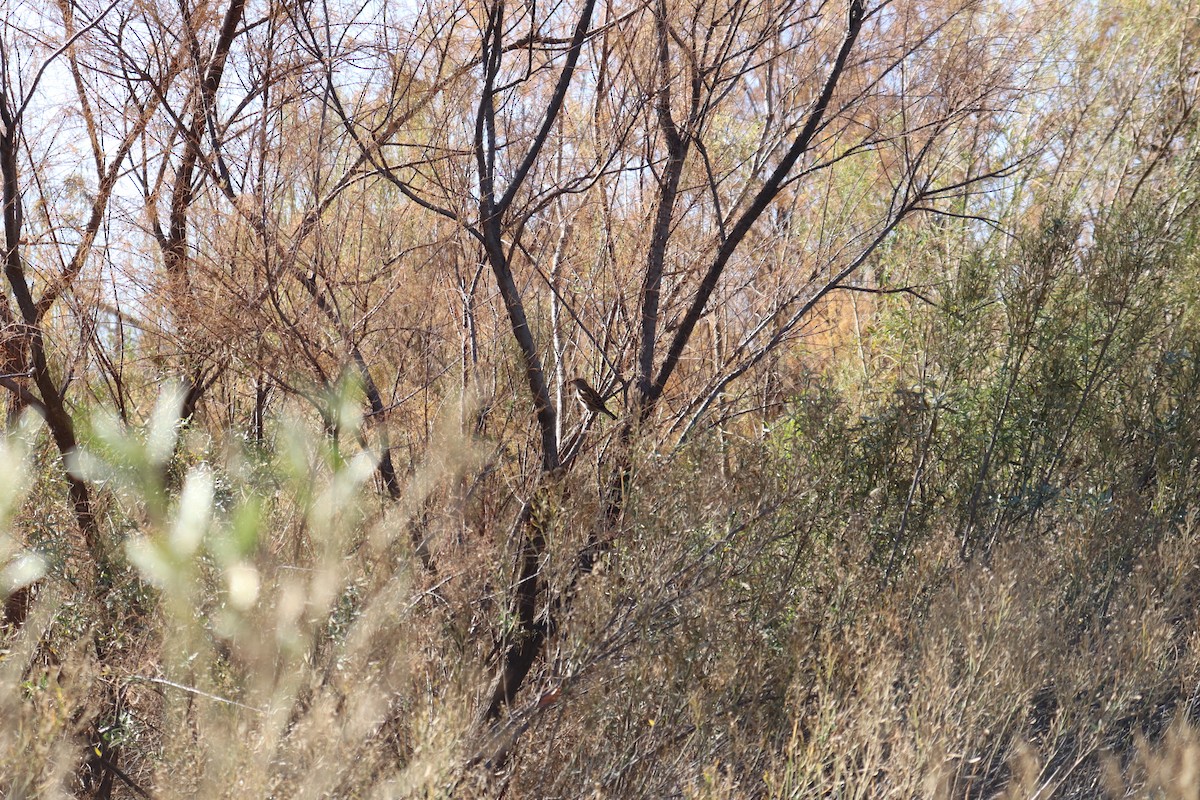 Haussperling - ML647443147