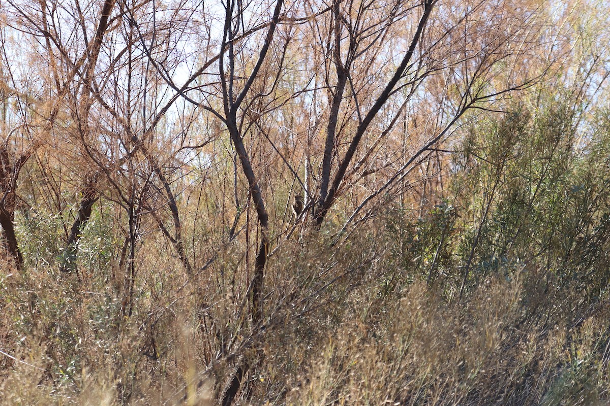 Haussperling - ML647443148