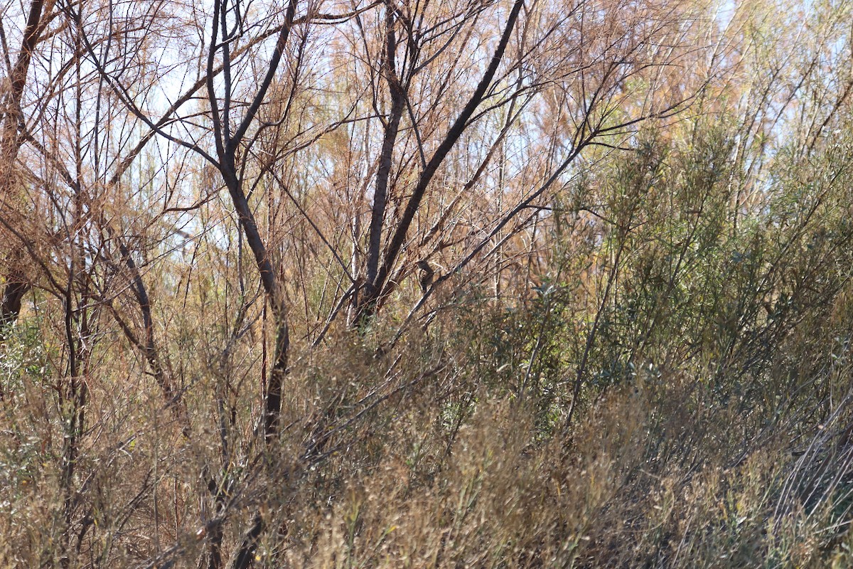 Haussperling - ML647443149