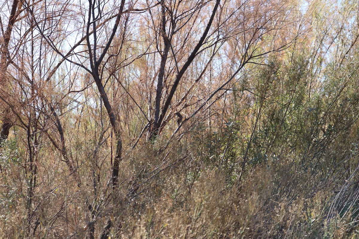 Haussperling - ML647443150